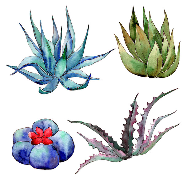 Cactus de fleurs sauvages dans un style aquarelle isolé
. - Photo, image