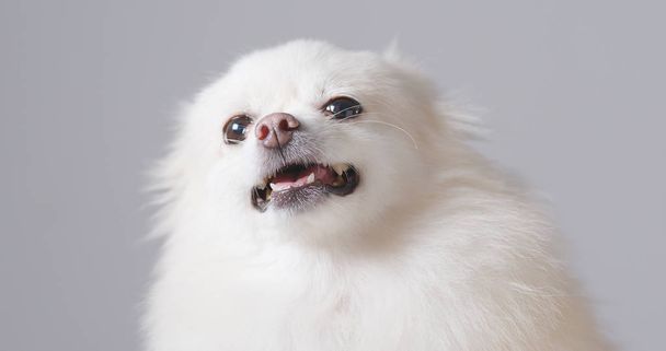 Boos Pommeren hond close-up  - Foto, afbeelding