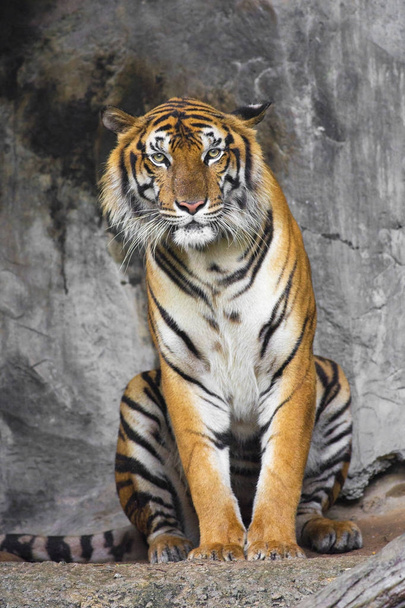 Bengalski Tygrys śpi czyste - Zdjęcie, obraz