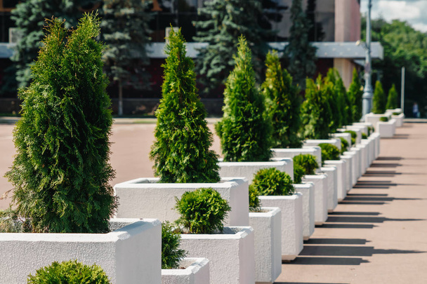 City flower beds with evergreen fir plants are on the streets of Moscow - 写真・画像