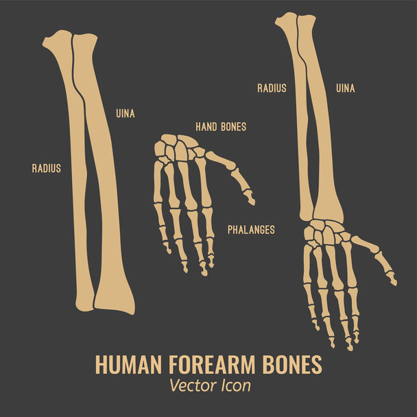 Iconos de huesos del antebrazo humano
 - Vector, Imagen