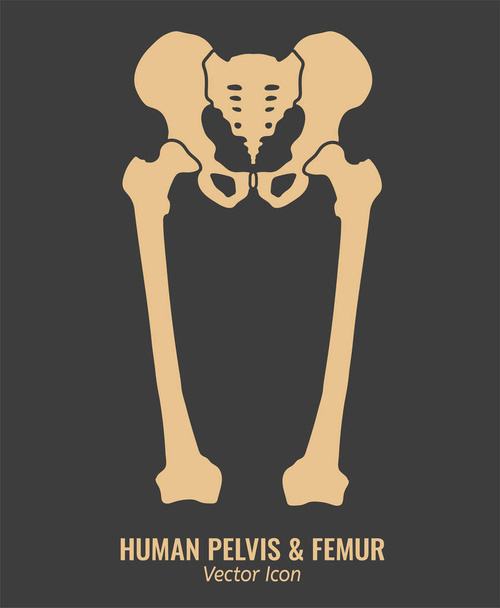 Huesos humanos de cadera
 - Vector, imagen