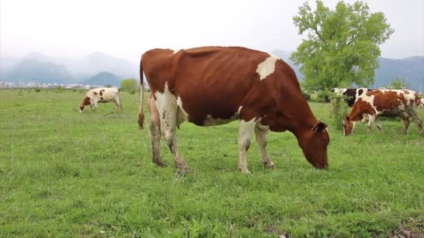     Bruine koe, kijken naar de camera, hd - Video