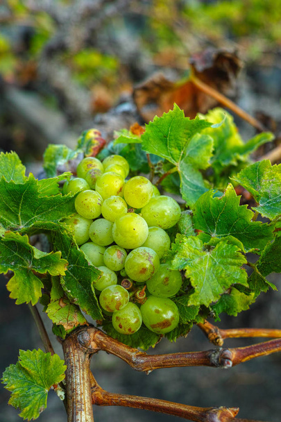 Lanzarote vignobles, La Geria région viticole, malvasia raisin vigne i
 - Photo, image