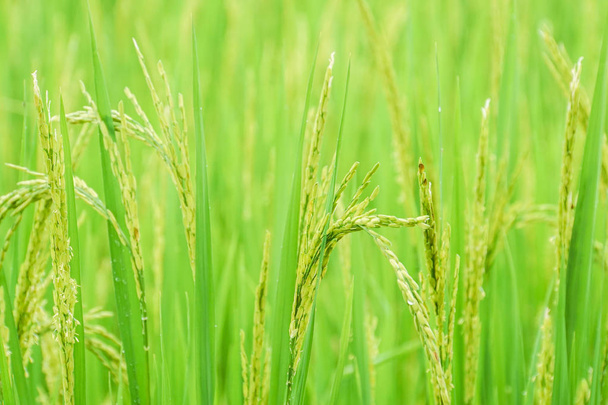 fermer la plante de riz dans le champ produire des grains
 - Photo, image