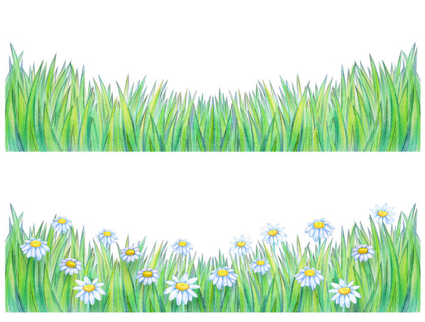 Gras mit Kamillenrändern - Foto, Bild