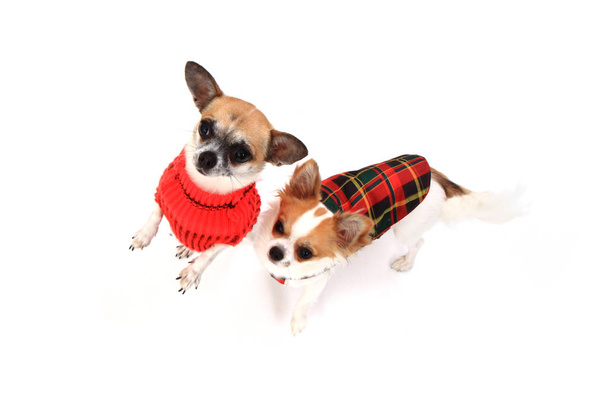 two small chihuahua isolated - Foto, afbeelding