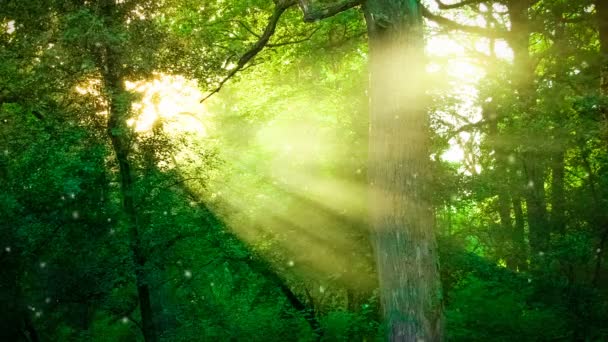 Soleil brille à travers les branches des arbres dans la forêt. - Séquence, vidéo