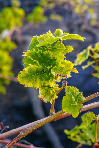 Vinic na ostrově Lanzarote vycházet z lávy, La Geria vína regionu, malvasi - Fotografie, Obrázek