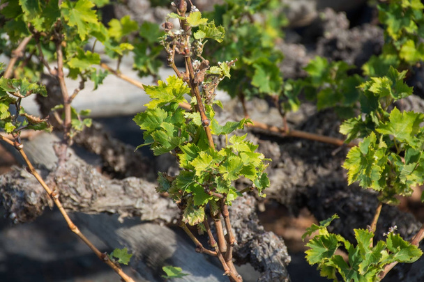 Lanzarote szőlőültetvényei között található építeni a láva, La Geria borászati régió, malvasi - Fotó, kép