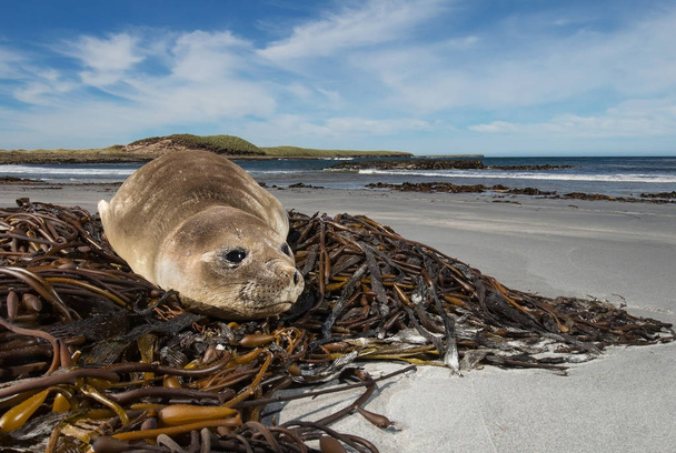 Молодой тюлень на пляже, Фолклендские острова
  - Фото, изображение