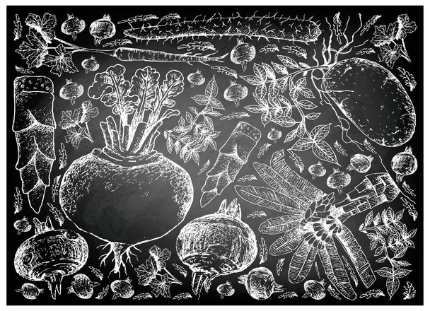 Dibujado a mano de raíz y verduras tuberosas en pizarra
 - Vector, Imagen