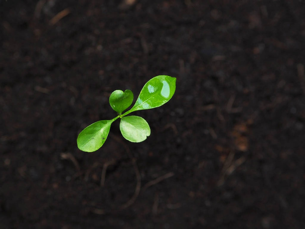 jeunes semis sur le sol pour la culture. concept agriculture
. - Photo, image