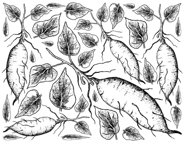 Ručně kreslenou ze sladkých brambor na bílém pozadí - Vektor, obrázek