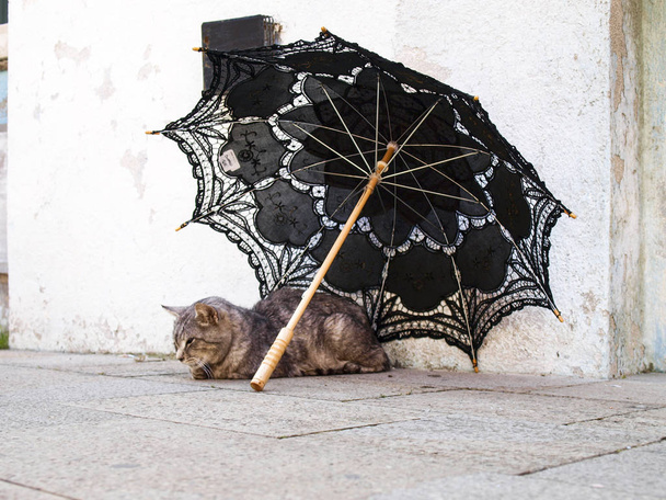 Kat rusten onder een paraplu - Foto, afbeelding
