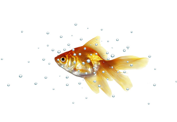 gold fish isolated - Photo, Image