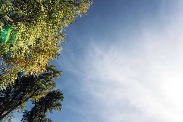 El cálido sol de otoño que brilla a través de las copas de los árboles verdes, con hermoso cielo azul brillante
 - Foto, Imagen