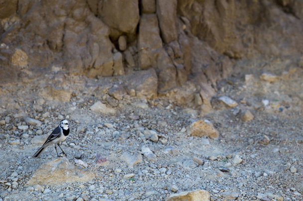  берегова ластівка стоїть, згинаючи ногу на маленькому камені в
  - Фото, зображення