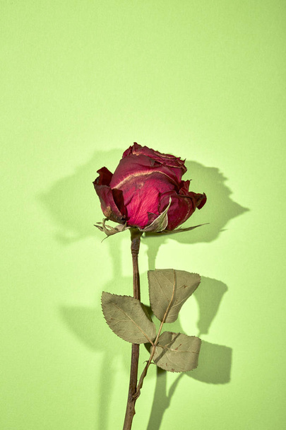 Dried Red Rose Shadow on green Background, minimal valentine Concept - Foto, afbeelding