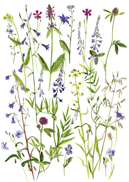 watercolor drawing flowers and plants - Fotó, kép