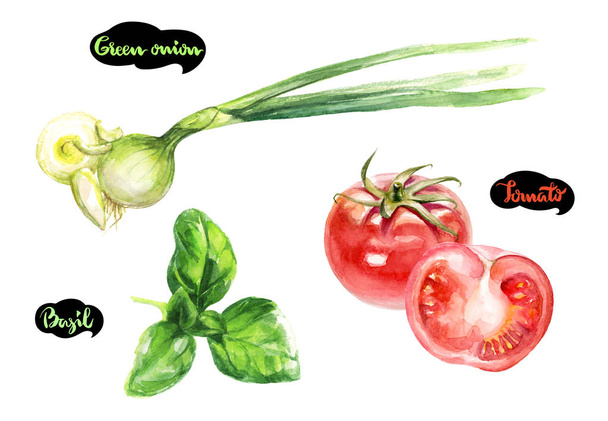 Otlar ve baharatlar mutfak suluboya takımı. Yeşil soğan, fesleğen yaprakları, domates suluboya el çizilen illüstrasyon izole beyaz - Fotoğraf, Görsel