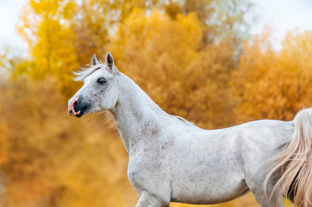 白い種馬のアラビアの porody の美しい表現力豊かな肖像画。秋に黄金色の黄色葉の背景上のモーションで Loshad. - 写真・画像