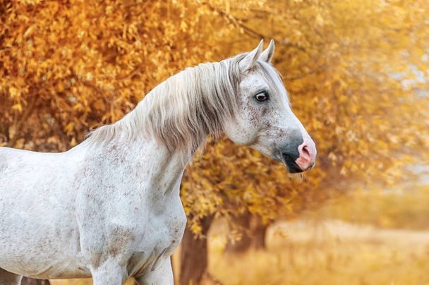 Bellissimo ritratto espressivo di una razza araba stallone bianco. Testa di cavallo su sfondo giallo autunno
 - Foto, immagini