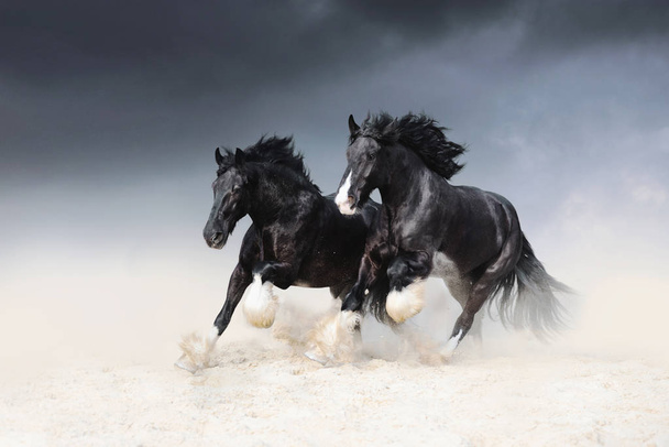 Dois cavalos negros da rocha Shail correm ao longo da areia contra o céu. Dois cavalos livres
 - Foto, Imagem
