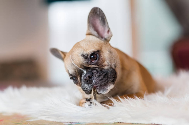 French Bulldog puppy lies on a fur carpet and gnaws at dog food - Fotoğraf, Görsel