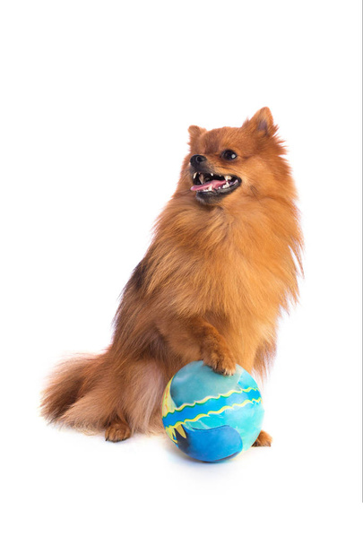 Lovely caramel-colored dog with ball - Foto, Imagen