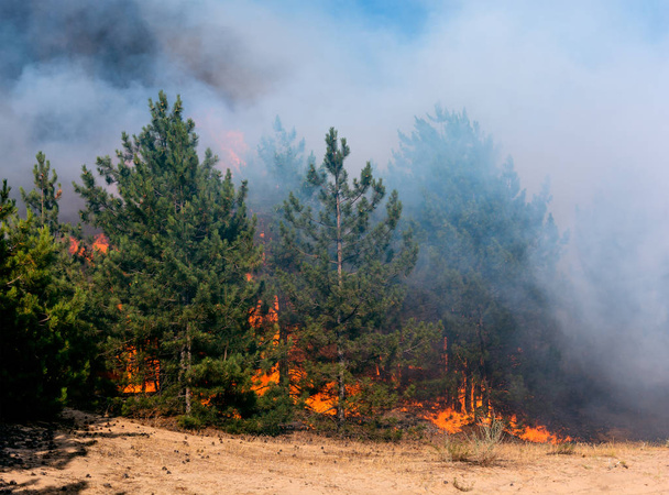 Metsäpalo. Palaneita puita metsäpalojen jälkeen ja paljon savua
 - Valokuva, kuva