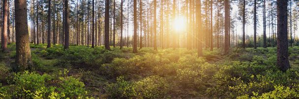 Panorama landscape of forest with sun rays - Photo, Image