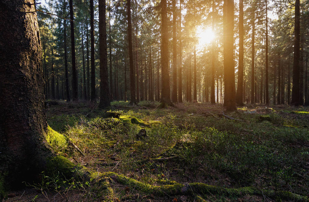 sun beams in the forest - Фото, зображення