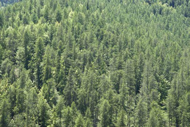 Heuvels van dichte vegetatie en wouden van lariks en pine - Foto, afbeelding