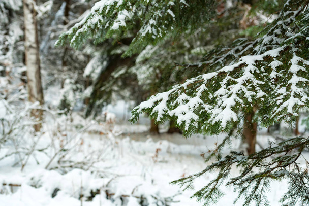 Φανταστικό χειμώνα δάσος καλυμμένα με χιόνι - Φωτογραφία, εικόνα