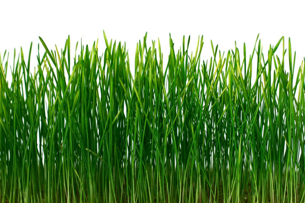 Hierba verde sobre fondo blanco - Foto, imagen