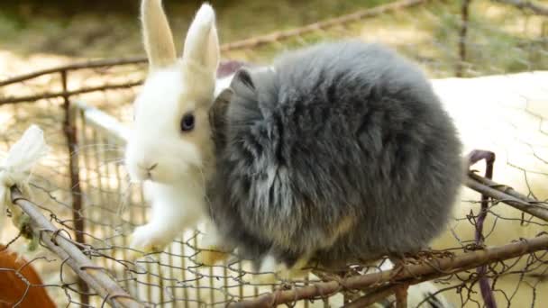 dwa króliki puszysty, Całowanie - Materiał filmowy, wideo