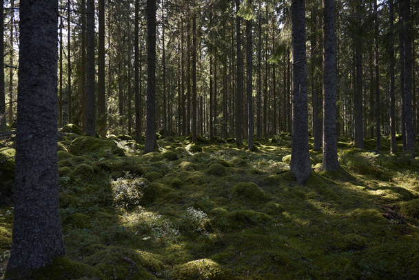 Scandinavian forest - Photo, image