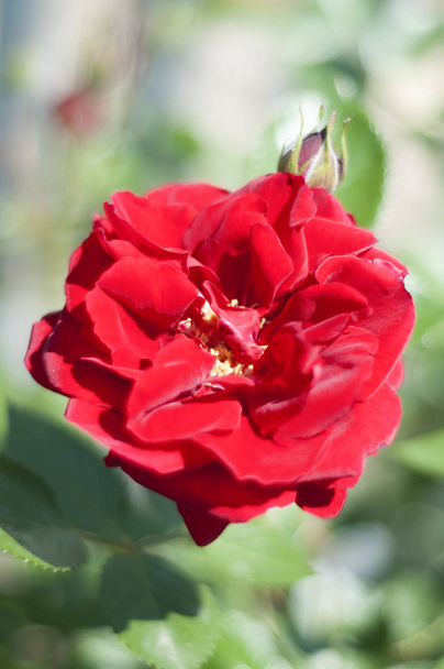 Červená růže v zahradě - Fotografie, Obrázek