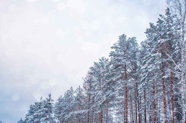  Karla kaplı ağaçlarla donuk kış ormanı. - Fotoğraf, Görsel