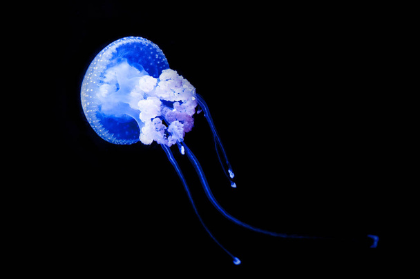 WHITE-SPOTTED JELLYFISH (Phyllorhiza punctata) is a species also - Fotó, kép