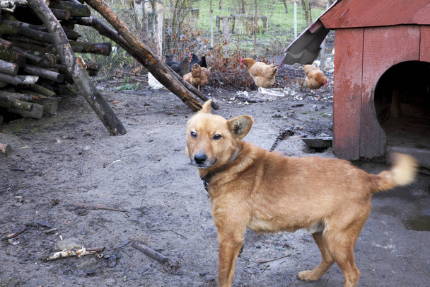 Przestraszony Kundla psa na łańcuchu. Pies na smyczy wsi z obszarów wiejskich - Zdjęcie, obraz