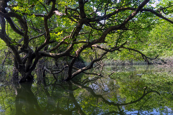 Süßwasser Sumpfwald von Bangladesh - Foto, Bild