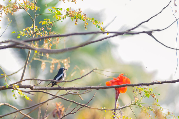 Urraca asiática, Urraca asiática, Urraca común (Pica pica) pájaro posado en una rama en la naturaleza
 - Foto, imagen