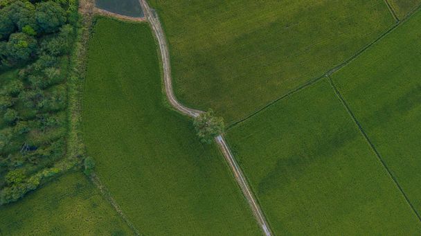 árbol grande a lo largo del sendero junto a dos arrozales
 - Foto, imagen