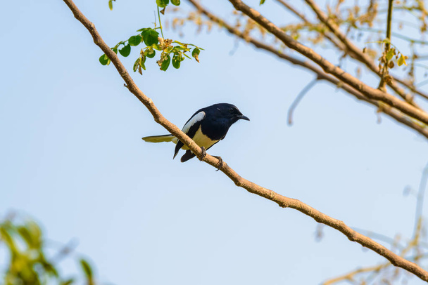 Aasian harakka, Aasian harakka, yhteinen harakka (Pica pica) lintu kyydissä haara luonnossa
 - Valokuva, kuva