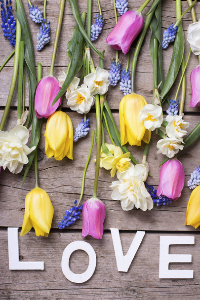 spring tulips  and daffodils flowers - Fotografie, Obrázek