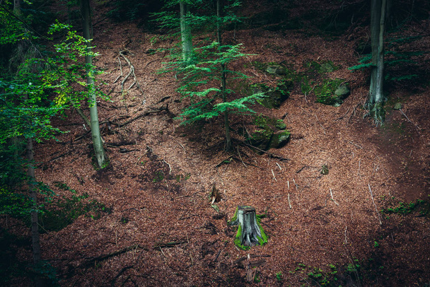 Wald in der böhmischen Schweiz - Foto, Bild