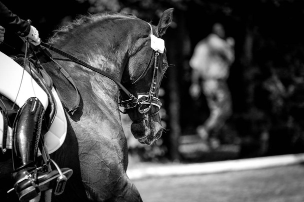 a horse in portraits at a tournament shows relaxed and chews out of hand foto in black and withe - Photo, Image