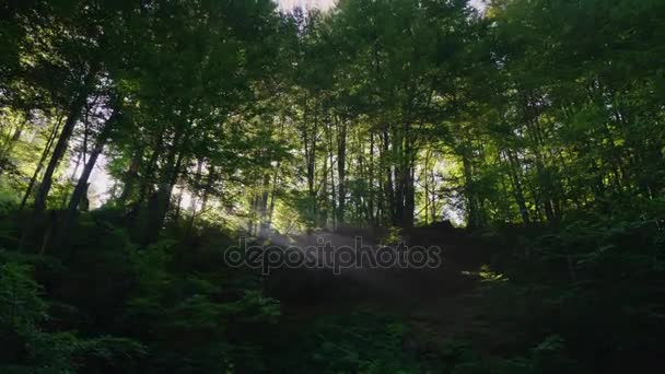 朝の太陽の光は森の木々 に照る。ステディカム ショット - 映像、動画
